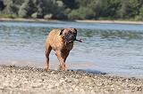 BULLMASTIFF 064